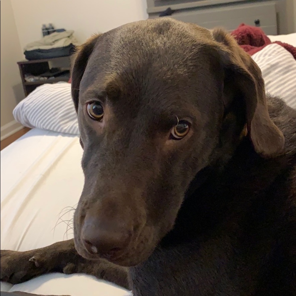 Meet your Posher, Chappell